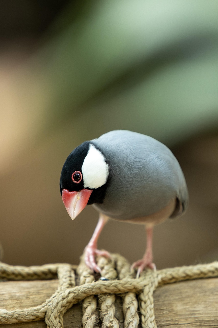 Burung
